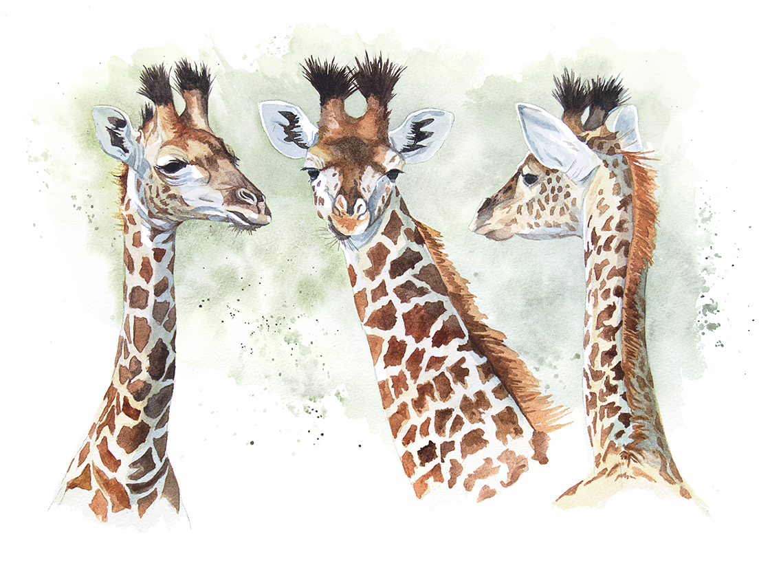 Trio Of Cuteness Watercolor Art Southern Africa Trio Of Cuteness Watercolor Art Southern Africa